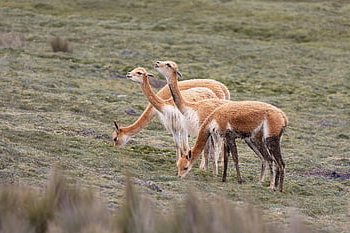 hewan, vicuña, Vigone, mamalia, alam, fauna, Amerika Selatan, Ekuador, chimborazo, gunung berapi, gunung