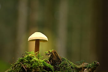 les, houba, mech, Příroda, muchomůrka, makro