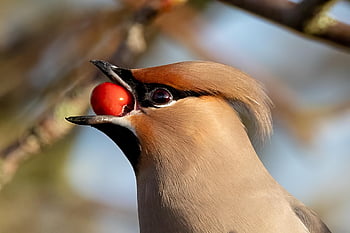 pták, waxwing, ornitologie, druh, fauna, ptačí, volně žijících živočichů, zobák, zvíře, peří, Příroda