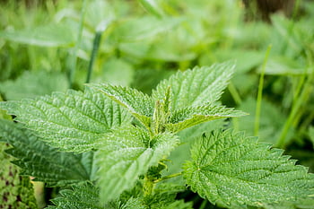 stinging nettle, fresh green leaves, fine texture, natural light, detailed image, nettle leaves, green stinging nettle, plant leaves, outdoor plant, nature photography, leaf texture