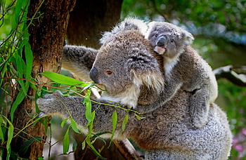 mother koala, baby koala, joey, tree, Australian wildlife, koala bear, wildlife photography, nature, eucalyptus leaves, marsupial, forest