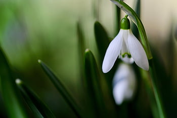 λευκόιο, galanthus, πρώιμο bloomer, σημάδια της άνοιξης, ανοιξιάτικη άνοιξη, φράζω, λευκό λουλούδι, πέταλα, άνθος, ανθίζω, φύση