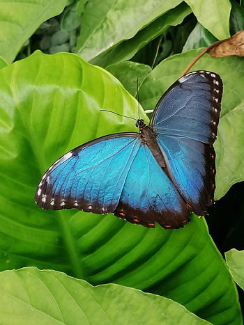 modrý morpho, motýl, list, hmyz, křídla, zvíře, rostlina, zahrada, Příroda, detailní, modrý