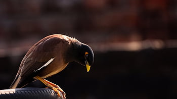 fågel, näbb, fjäderdräkt, fjädrar, avian, ornitologi, uppflugen, djur-, vilda djur och växter, söt, natur