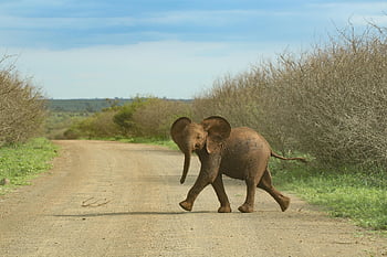 elephant, young, baby, ears, trunk, africa, cute