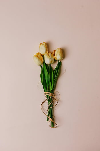 tulips, yellow tulips, bouquet, twine, pastel background, decor, simple background, stylish bouquet, floral arrangement, spring flowers, minimalistic design