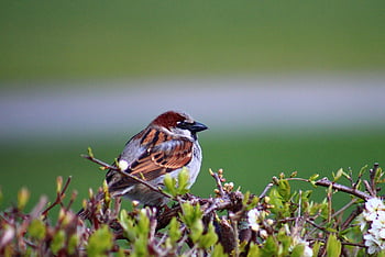 bird, sparrow, ornithology, species, fauna, avian, animal, wildlife, beak, wildlif, sperling