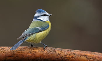 blu, uccello, animale, natura, carina, piume, fauna, Norvegia, Kongsberg