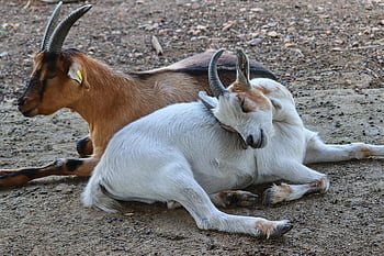zvíře, kozy, savec, domácí kozy, rohy, dobytek, Příroda, druh, hospodářský dvůr, fauna, lhát