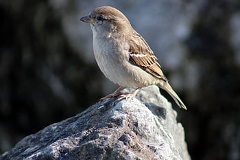 bird, ornithology, sparrow, species, fauna, avian, animal, beak, wildlife, riverbank, nature