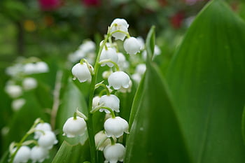 muguet, blanc, fragrance, parfumé, les fleurs, vert