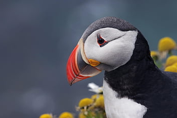 puffin, pták, zvíře, volně žijících živočichů, fauna, Příroda, Island, portrét