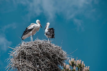storks, birds, nest, animals, sky, plumage, feathers, beaks, bills, animal World, nature