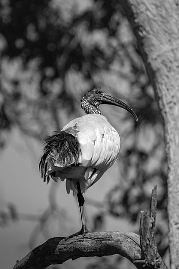 ibis, bird, animal, feathers, avian, nature, wildlife