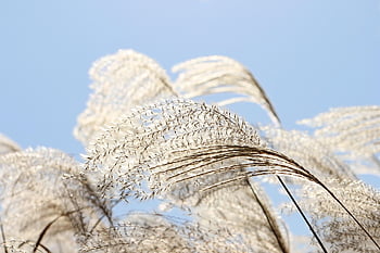 silver Grass, flame Grass, reed, grass Field, reeds, plant, autumn, landscape, scenery, nature, emotion