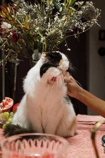 calico katt, nysande katt, att bli klappad, inomhusmiljö, blommor i närheten, röd frukt, söt katt, kärleksfullt klappad, inomhus blommor, husdjurskatt, nysa