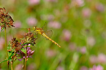 dragonfly, insect, wings, yellow Dragonfly, flowers, nature, background, meadow, wildflowers, landscape