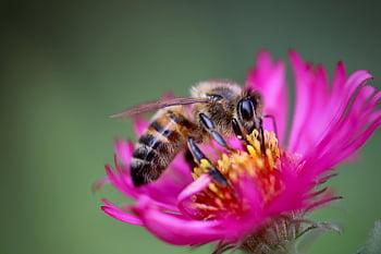 Biene, Insekt, Pollen, bestäuben, Bestäubung, Hymenoptera, Nektar, geflügelte Insekten, pinke Blume, rosa Blütenblätter, Flora
