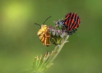 έντομο, σφάλματα ασπίδας, εντομολογία, bug bug, graphosoma lineatum, macro, ιταλικό ριγέ σφάλμα, ασπίδα σφάλματος, φύση