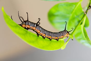 larve, grønt blad, sort og hvid, tæt på, levende, naturens skønhed, insekt, dyreliv, makrofotografering, plante, udendørs