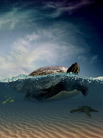 turtle, tortoise, reptile, sea, underwater, fish, ocean, sea Star, creature, nature
