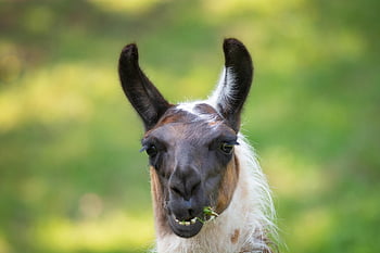 llama, animal, head, llama Head, wildlife, mammal, fur, nature, closeup