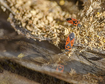 pyrrhocore, pyrrhocoris Apterus, policeman, insect, red, black, nature, reflection, water