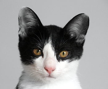 cat, young Cat, cat Face, animal, black And White Cat, kitten, young, cute, domestic Cat, cat's Eyes, cat Portrait