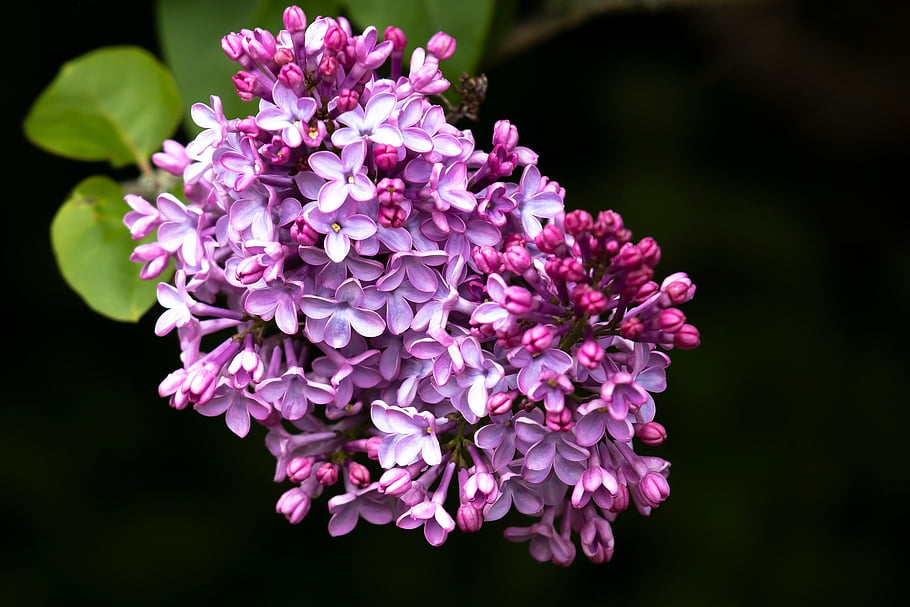 lilacs, flowers, garden, spring