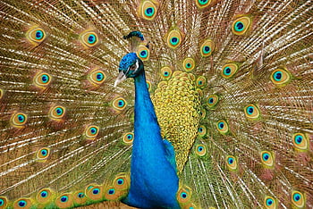 αρσενικό peafowl, εξαπλωτική ουρά, φτερά παγωνιού, μπλε παγώνι, οθόνη παγώνιου, φτέρωμα παγώνιου, eacock eyespots, ομορφιά παγώνιων, φύση παγώνιου, παγώνια, φωτογραφία παγώνι