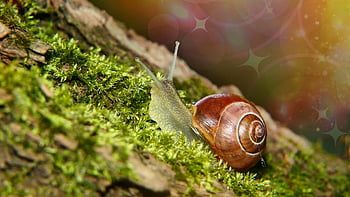 snail, moss, tree, wstężyk Huntsman, bokeh, animals, nature, invertebrate, plant, forest, molluscum