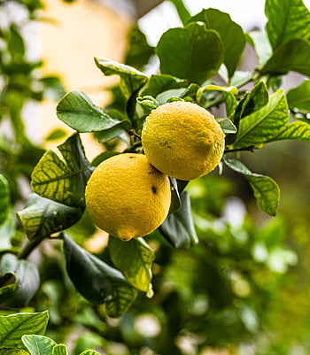 fruits, lemons, lemon Tree, tree, yellow, citrus Fruits, healthy, sour, fresh, vitamins, juicy