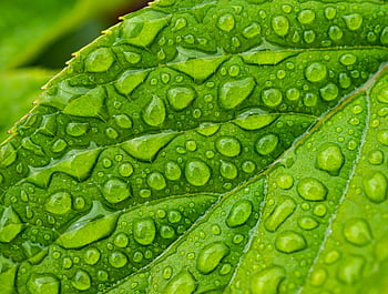 leaf, drops, flower Background, rain, nature, green, laptop Wallpaper, water, raindrop, floral Background, waterdrop
