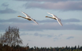 birds, swans, flying, ornithology, species, fauna, avian, animal
