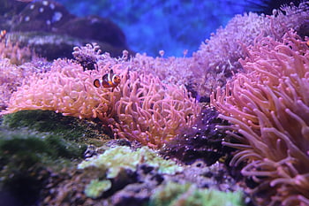 klaun, Ryba, sasanka, Příroda, korál, útes, oceán, podlaha, voda, moře, nemo