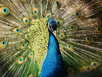páv, zblízka fotografie, barevné peří, živý displej, páv peří, detail, Displej peří, Páv detail, zářivé barvy, páv fotografie, Pávový obrázek