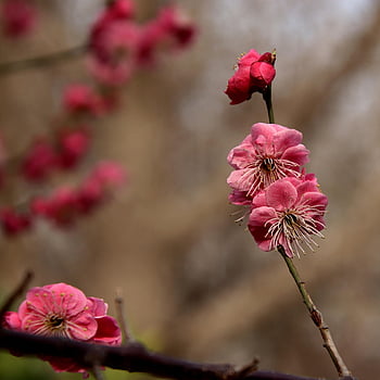 plum Blossoms, flower Wallpaper, pink Flowers, flower Background, beautiful Flowers, flowers, spring, bloom, blossom, flora, botany