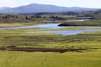 river, plains, valley, grassland, yellowstone, wyoming, delta, stream, lush, verdant, nature