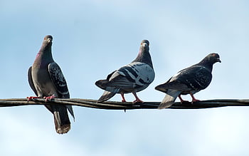 pigeons, birds, cable, doves, animals, electrical Cable, perched, feathers, beak, colors, outdoors