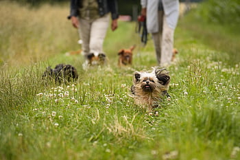 cani, animali, erba, mammiferi, natura, animali domestici, avventura, all'aperto