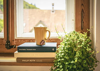 green leafed plant, books, mug, sunny window, relaxation, reading, cozy scene, wooden window frame, indoor plants, bookshelf decor, natural light