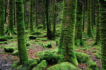 moss-covered trees, forest, vibrant greenery, serene beauty, towering trees, mossy forest, green moss, natural landscape, woodland scene, nature photography, tranquil environment