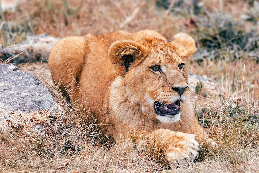 lion, young, nature, feline, lying, mammal, species, fauna, wildlife, animal