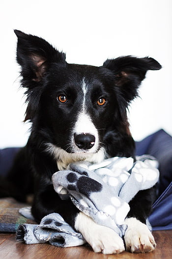 border collie, collie, cane, animale domestico, confine, saltare, animale, ritratto, carina, giocoso, natura