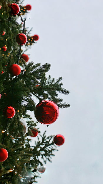 Noel ağacı, kırmızı baubles, şenlikli dekorasyon, tatil sevinci, kapatmak, süsler, yeşil ağaç, kırmızı süs, Noel süsleri, tatil sezonu, bayram mevsimi