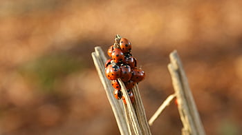 ladybugs, beetles, hibernation, shelter, together, autumn, forest, animals, entomology, fauna