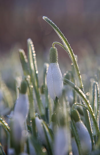 λουλούδι, λευκόιο, galanthus, galanthus nivalis, φως, ήλιος, άνοιξη, προλήπτης της άνοιξης, ανοιξιάτικη άνοιξη, λευκό λουλούδι, άνθος