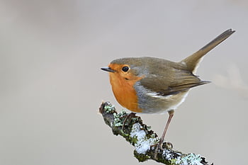 robin, bird, nature, winter, songbird, wildlife, plumage, ornithology, sitting, bird Watching, close Up