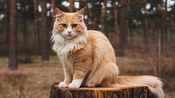 kočka, domácí zvíře, Příroda, Kočkovitý, zvíře, felidae, savec, venku, les