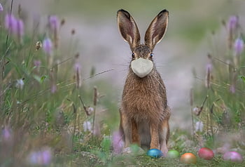 easter, hare, mask, ffp2, face Mask, easter Eggs, eggs, colored Eggs, easter Bunny, rabbit, animal